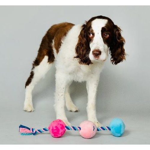 SCRUFFY TUG BUTTONS DOG TOY - CHASCR9104