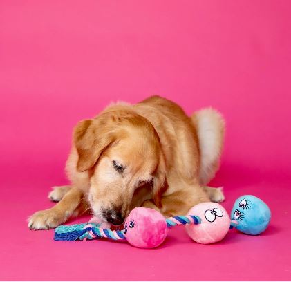 SCRUFFY TUG BUTTONS DOG TOY - CHASCR9104