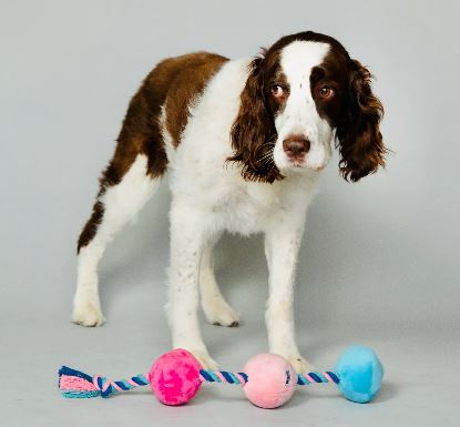 SCRUFFY TUG BUTTONS DOG TOY - CHASCR9104