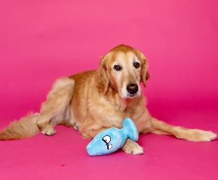 SCRUFFY MUTT PLUG MCRUFF DOG TOY - CHASCR9103