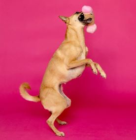 SCRUFFY PETER WOOFINGTON DOG TOY - CHASCR9101