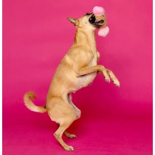 SCRUFFY PETER WOOFINGTON DOG TOY - CHASCR9101